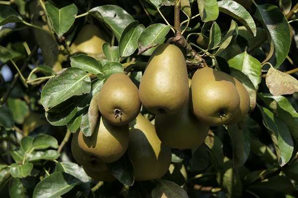 Obsthof Cordes -